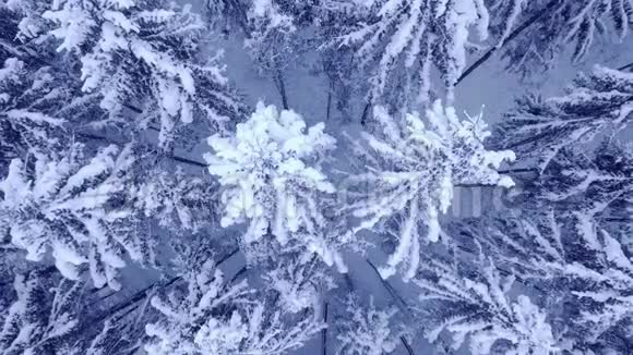 美丽的冬天年轻的松林在雪下的鸟瞰与向下相机变焦4K超高清相机视频的预览图