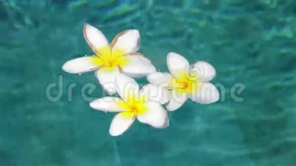 泳池里的梅花视频的预览图