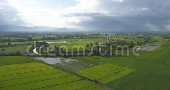 空中拍摄亚洲稻田美丽的雨天和绿色的稻田视频的预览图