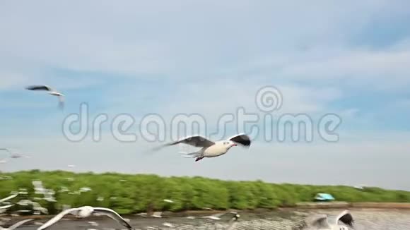 海鸥缓慢飞行以关闭摄像机视频的预览图