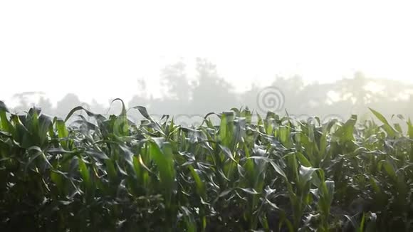 早上的玉米场录像快速移动的视频的预览图