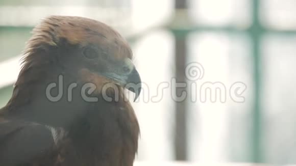 一只金鹰的肖像阿奎拉特写镜头视频的预览图