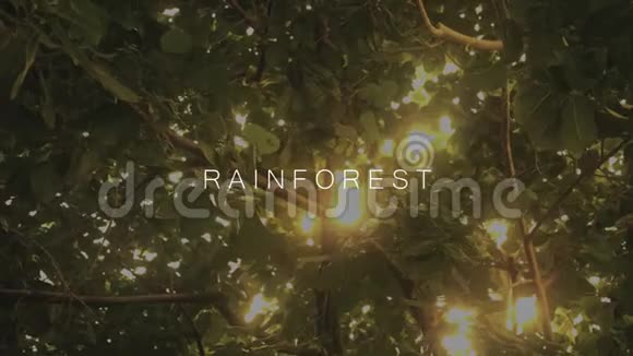 阳光照耀着丛林的树冠亚马逊雨林的文字视频的预览图