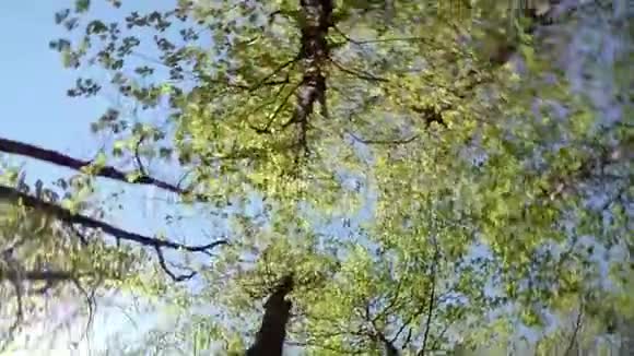在阳光明媚的一天在森林的树冠下旋转视频的预览图