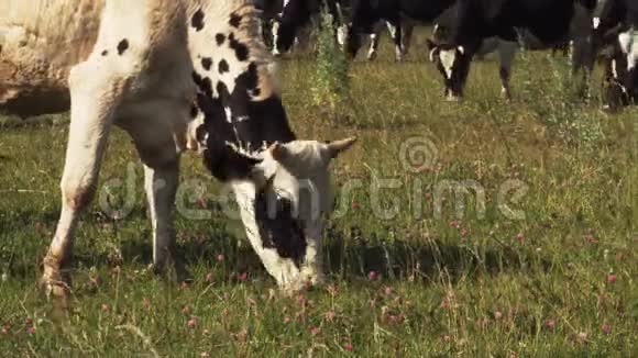 一群奶牛在草地上放牧吃草视频的预览图