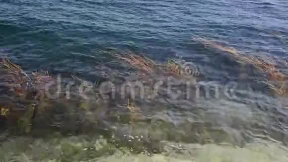 海岸附近海水中的海藻视频的预览图