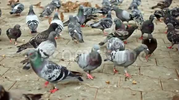 公园人行道上的许多鸽子喂食视频的预览图