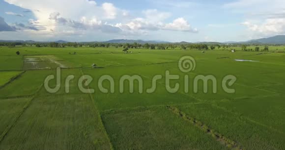 空中拍摄亚洲稻田美丽的雨天和绿色的稻田视频的预览图