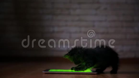 晚上一只小黑猫正在玩屏幕平板电脑玩得开心在屏幕上跳跃视频的预览图