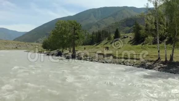 鸟瞰美丽的观景山河在阳光明媚的一天在阿尔泰山牧场的野马俄罗斯视频的预览图