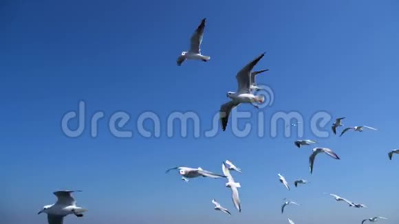 海鸥群紧跟在游轮后面飞翔在美丽的天空上视频的预览图