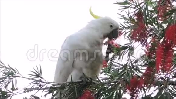 一个可爱的时刻公鸡鸟在树上并吃红瓶刷花在一个春天的季节在植物园视频的预览图