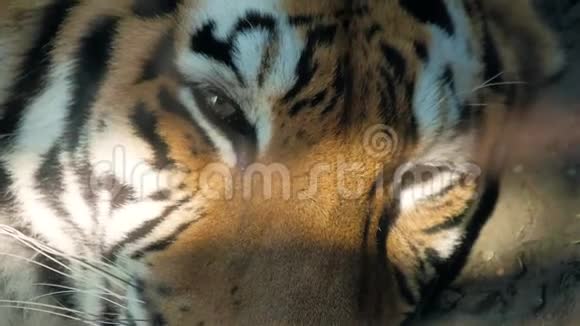 虎的脸色贴了上去视频的预览图