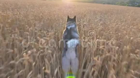 日落时分西伯利亚哈士奇狗在草地上高高的小穗间快速奔跑这是一只多莉的照片年轻的家畜慢跑视频的预览图