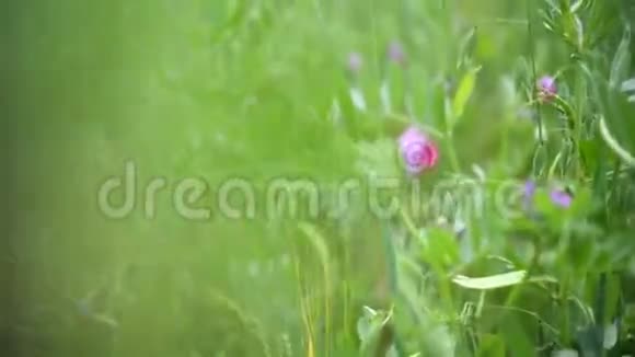 燕麦和鲜花的绿色田野风中的耳朵在暴风云的背景下摇曳视频的预览图