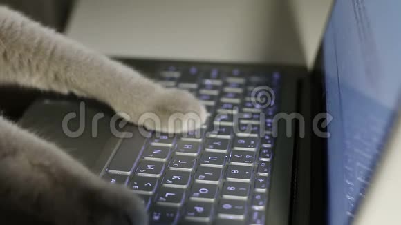 猫爪在笔记本电脑上打印文本视频的预览图
