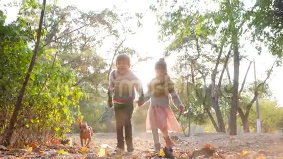 温暖的秋日在公园里姐姐和哥哥带着宠物在背光下跑来跑去视频的预览图
