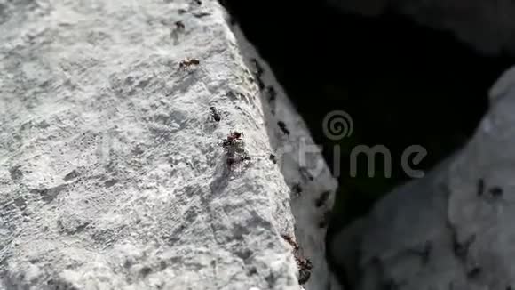 蚂蚁在石灰石岩石上奔跑视频的预览图