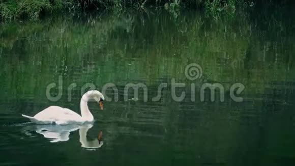 天鹅在河上游来游去视频的预览图