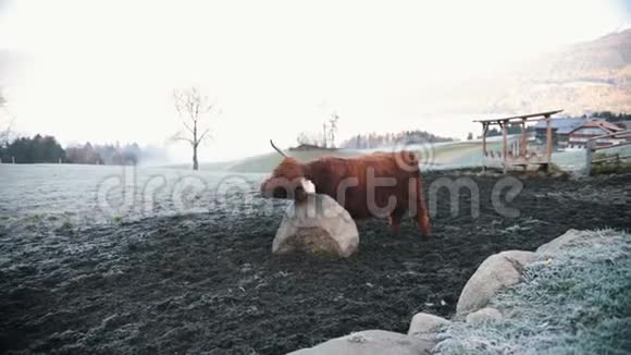 白云石野牛在雪地上吃草抓着自己视频的预览图