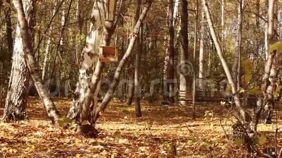 五颜六色的秋天落叶在森林里1920x1080个视频的预览图