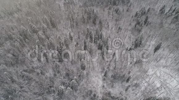 冬季森林从上面看冬季景观霜冻天气的针叶树和落叶树视频的预览图