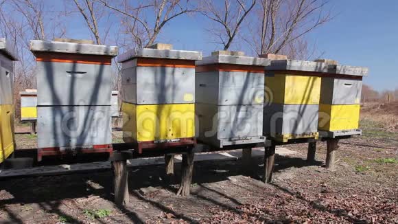 木柱上的一排排蜂箱被举起养蜂场蜂场视频的预览图