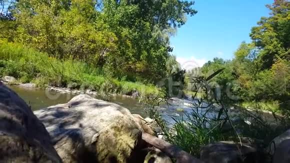 夏日罕见的鹭鸟飞过河流视频的预览图