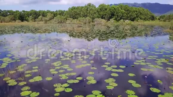 湖中许多睡莲的空中景色天空像镜子一样反射在平静的表面上莲花的俯视图视频的预览图