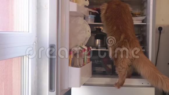可爱的红色缅因州浣熊猫在家庭冰箱里寻找食物视频的预览图