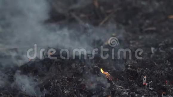 在干燥的植物场上开火视频的预览图
