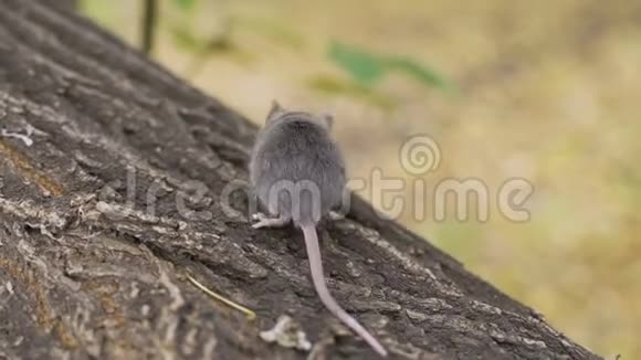 老鼠在秋天森林的树枝上视频的预览图