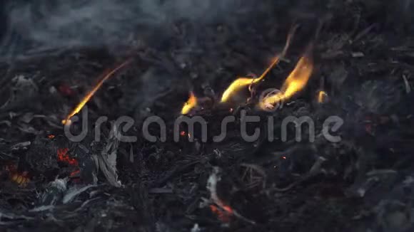 在干燥的植物场上开火视频的预览图
