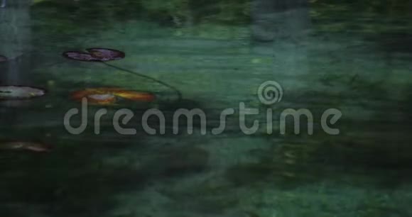 日本岐阜美丽的绿色池塘里的荷叶视频的预览图
