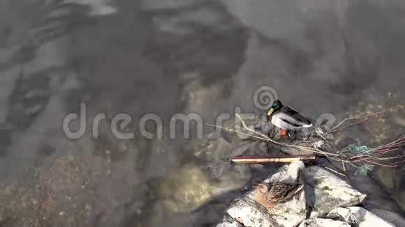 河岸两只鸭子视频的预览图