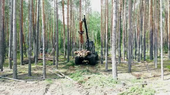 工业车辆正在处理森林中砍伐的树木视频的预览图