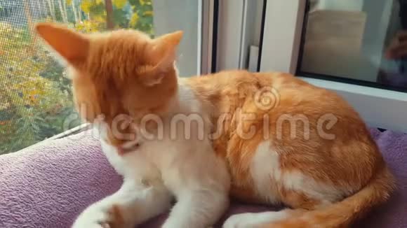 红白猫舔爪子在家洗脸可爱有趣的红白猫在窗台上关闭动态的场景视频的预览图