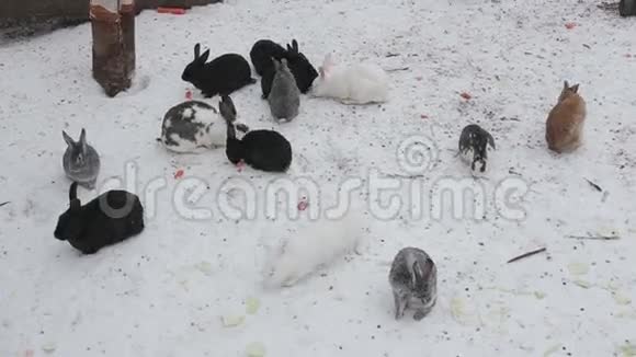 冬天的兔子视频的预览图