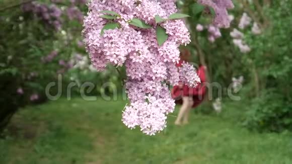 女孩在紫丁香的灌木丛中翩翩起舞视频的预览图