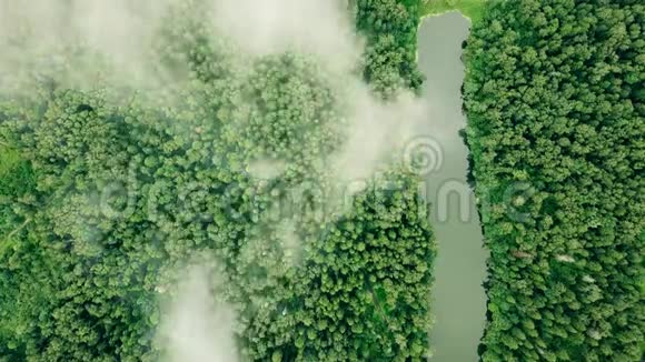从云层和薄雾下降到野生松树林俯视视频的预览图