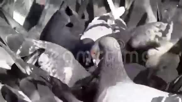 一群鸽子视频的预览图