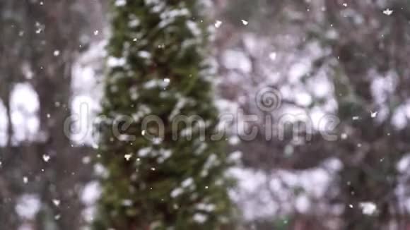 飘落的雪与模糊的松树缓慢运动视频的预览图