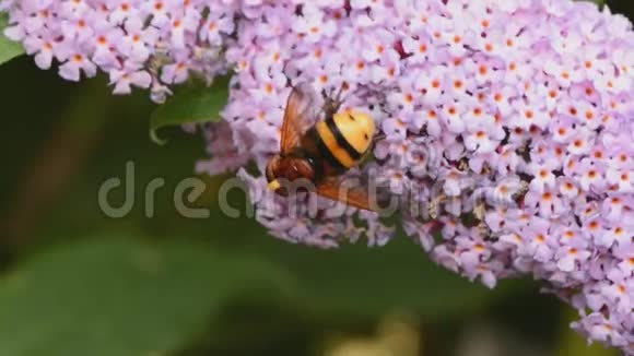 大的悬停飞行马蜂飞行在水乳花上开花视频的预览图