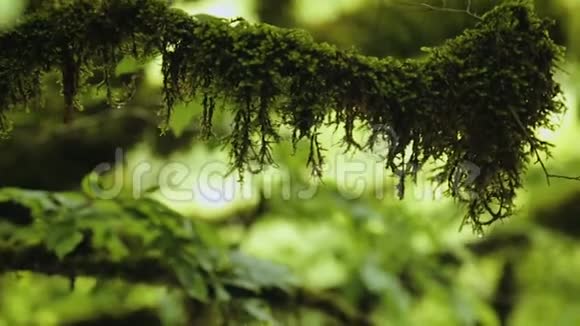 神秘的森林古老的苔藓树令人惊叹的原始自然视频的预览图
