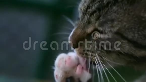 猫舔爪子视频的预览图