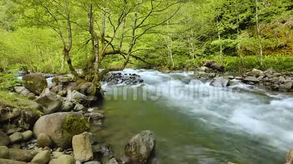 河水在未触及的美丽绿色森林中快速流淌自然流逝视频的预览图