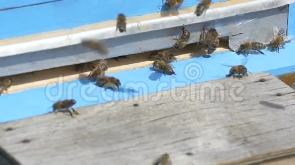 蜜蜂带着蜂蜜飞进蜂巢视频的预览图