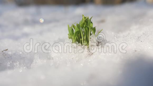 绿色的嫩芽在雪地里伸向太阳冬天的最后几天视频的预览图