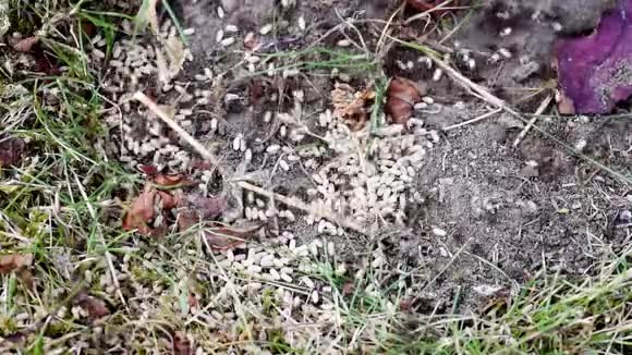 茴香地蚁疯狂地运蛋视频的预览图