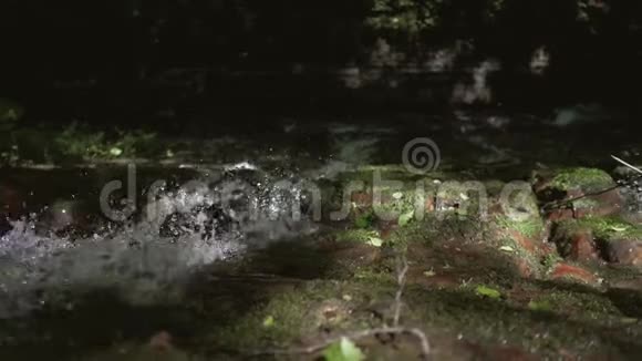 雨林中的山溪慢动作视频的预览图